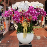 CHẬU LAN HỒ ĐIỆP