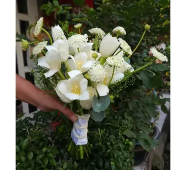Hoa Cưới Tulip